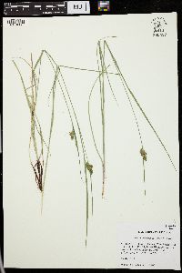 Carex complanata image