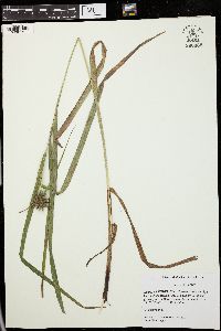 Carex grayi image