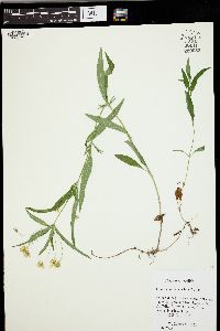 Lysimachia lanceolata image