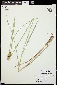 Carex oklahomensis image