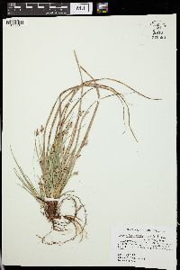 Carex nigromarginata image