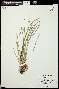 Carex thornei image