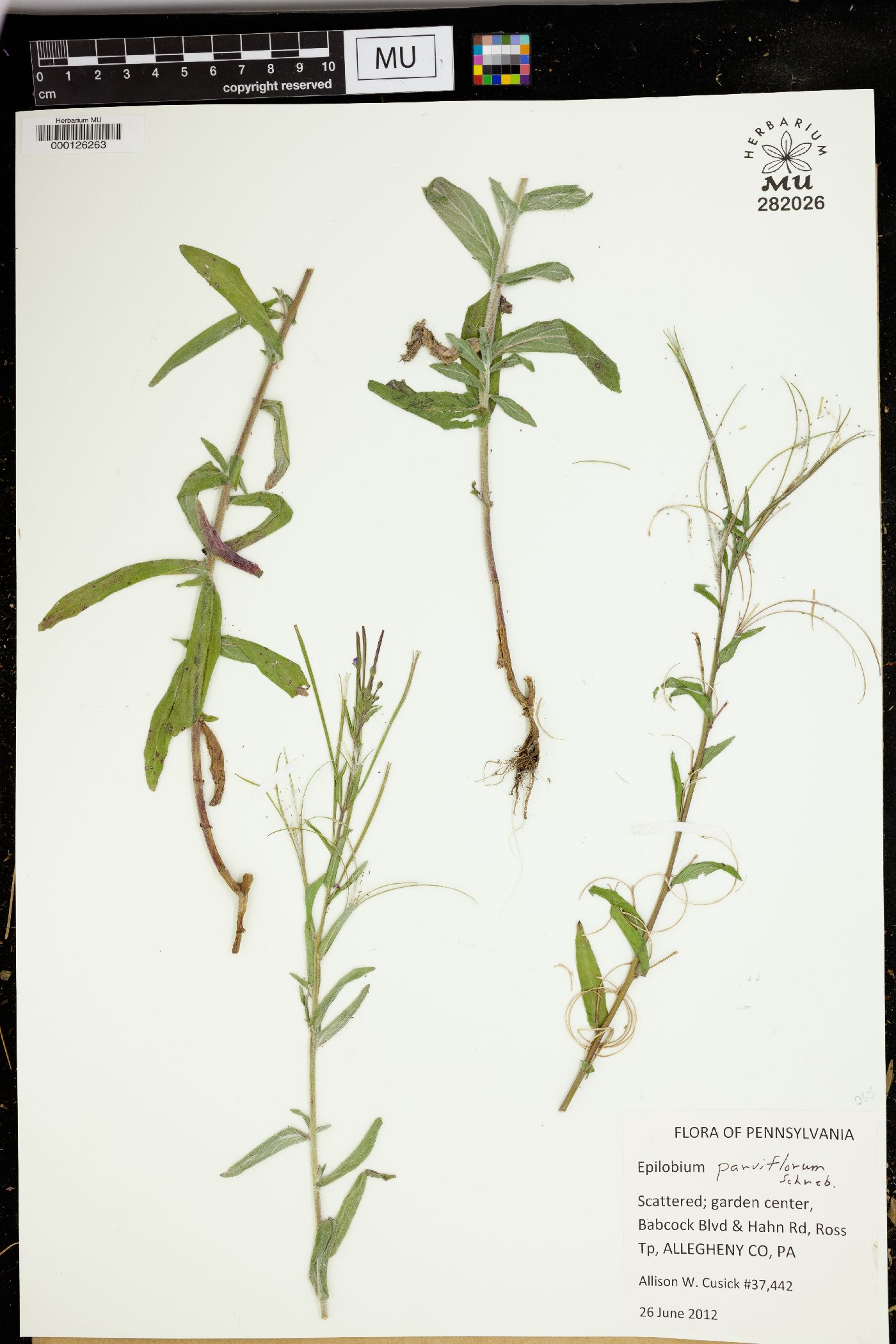 Epilobium parviflorum image