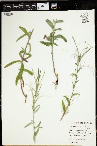 Epilobium parviflorum image