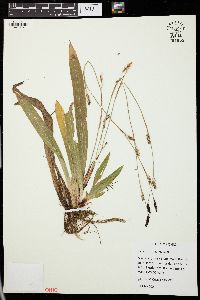 Carex plantaginea image