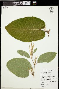 Fallopia sachalinensis image