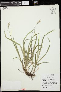 Carex hirtifolia image