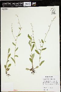 Myosotis macrosperma image