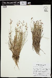 Juncus alpinoarticulatus image