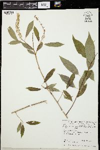 Salix amygdaloides image