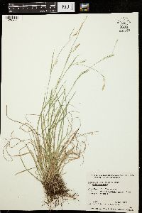 Carex assiniboinensis image