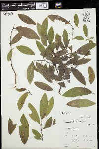 Salix myrtillifolia image