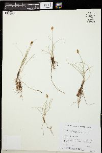 Carex duriuscula image