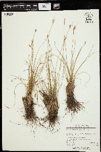 Juncus drummondii image