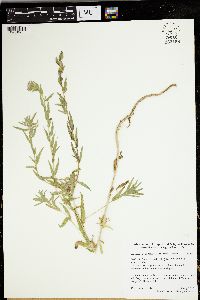 Epilobium densiflorum image