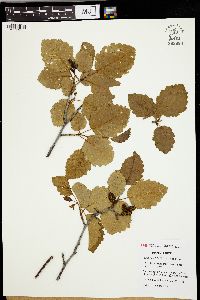 Alnus incana subsp. tenuifolia image