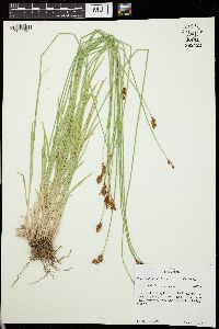 Carex multicostata image