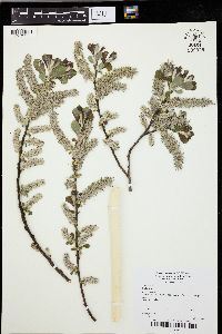 Salix cinerea image