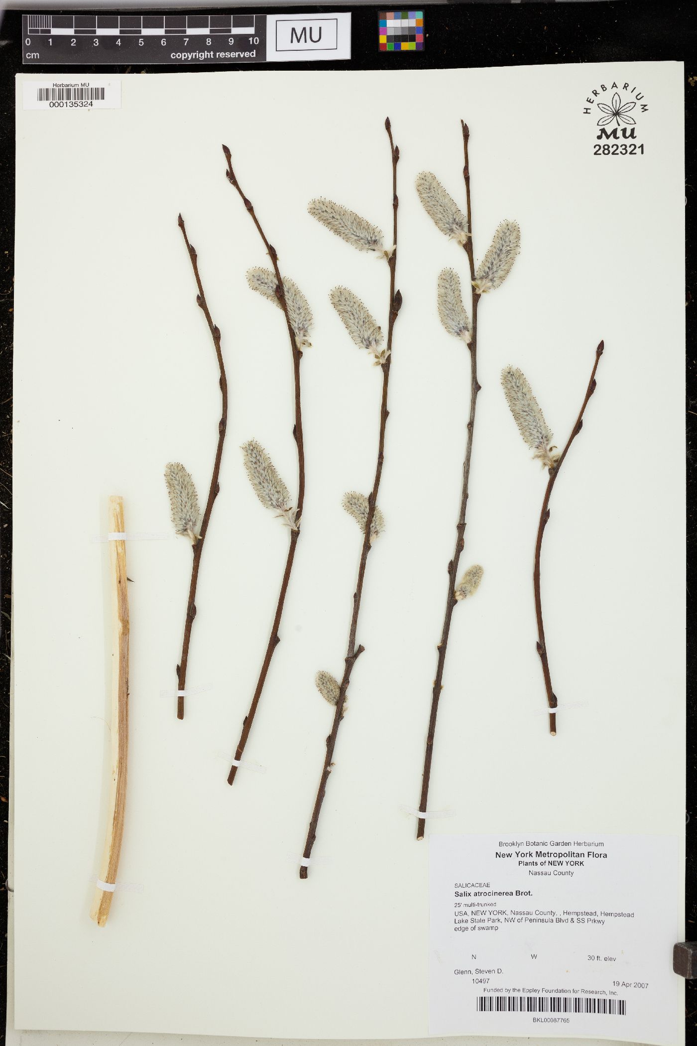 Salix atrocinerea image