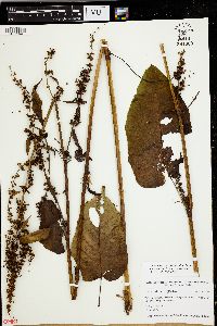 Rumex obtusifolius image