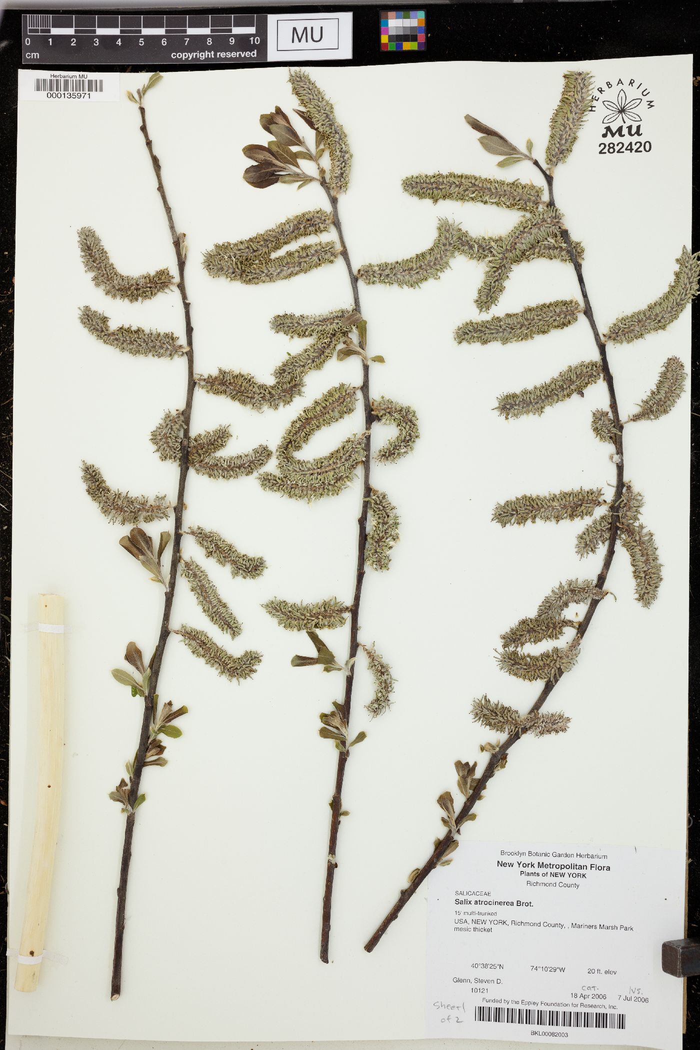 Salix atrocinerea image