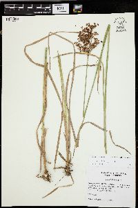 Juncus biflorus image