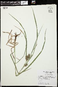 Carex gigantea image