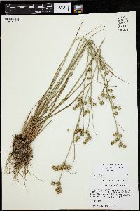 Juncus scirpoides image