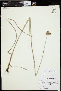 Juncus megacephalus image