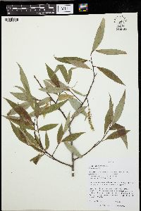 Salix × fragilis image