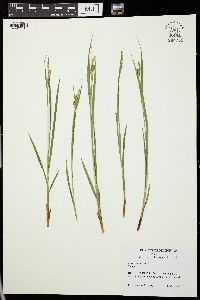 Carex pallescens image