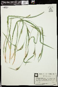 Carex corrugata image