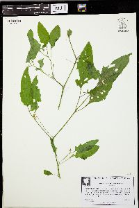 Solanum ptychanthum image