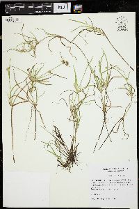 Juncus repens image