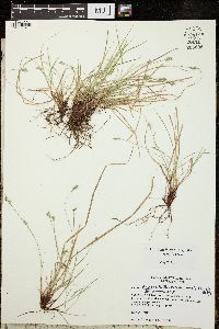 Carex albicans image