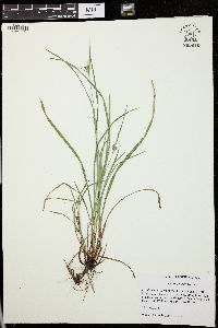 Carex godfreyi image