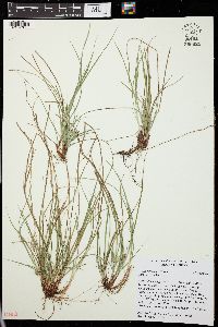 Carex reznicekii image