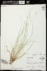 Carex atlantica image