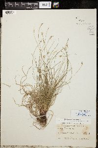 Carex emmonsii image