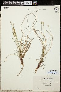 Carex albicans image