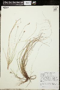 Carex albicans image