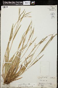 Carex anceps image