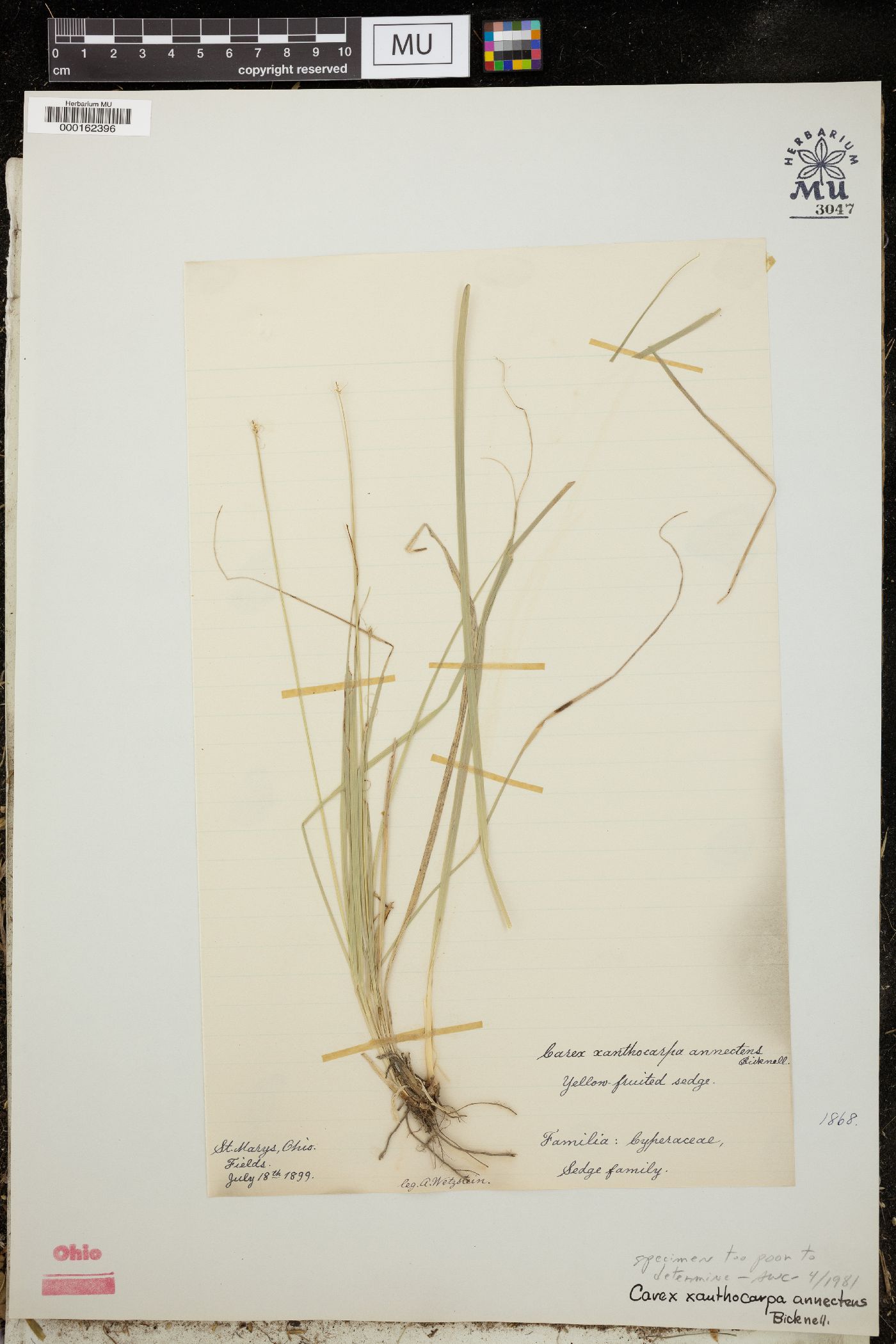 Carex xanthocarpa image