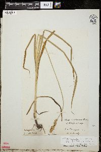 Carex xanthocarpa image