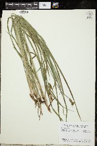 Carex aperta image