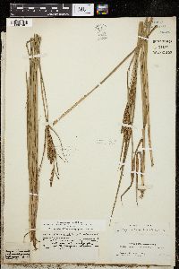 Carex aquatilis var. substricta image