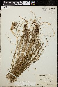 Carex arcta image