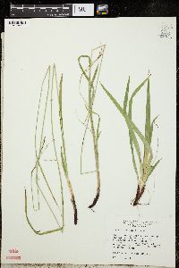 Carex arctata image