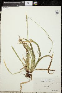 Carex arctata image