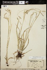 Carex arctata image